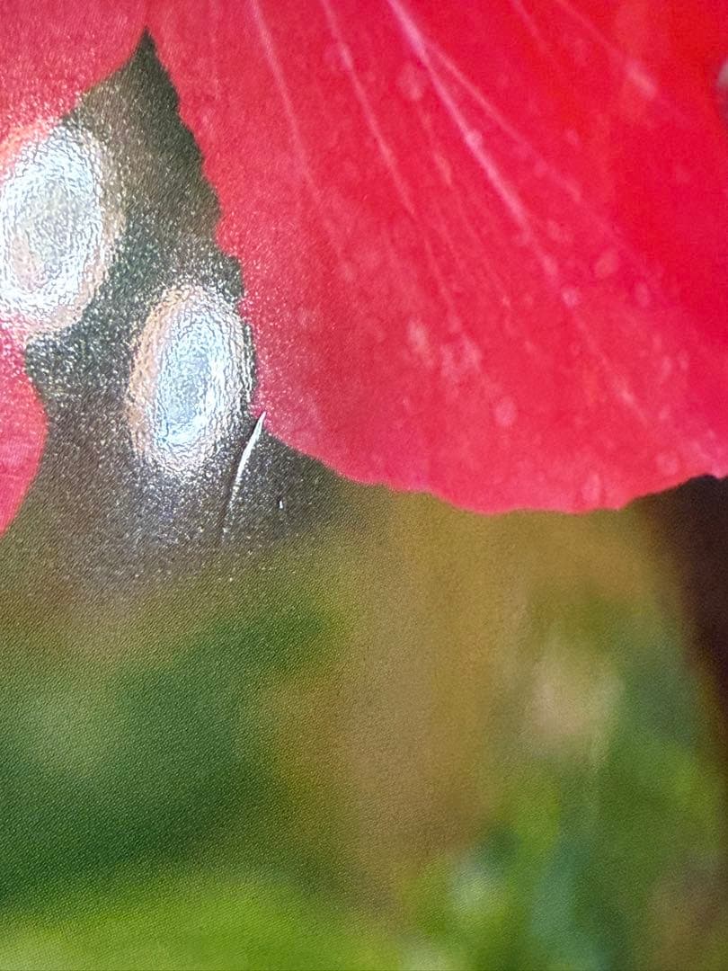 桜田ひより写真集【本人直筆サイン本】【初版】【帯有】【宛名記載無し