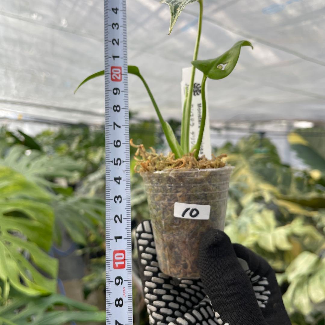 10モンステラ デリシオーサ ベトシオーサ 2寸ポリポット ネコポス発送