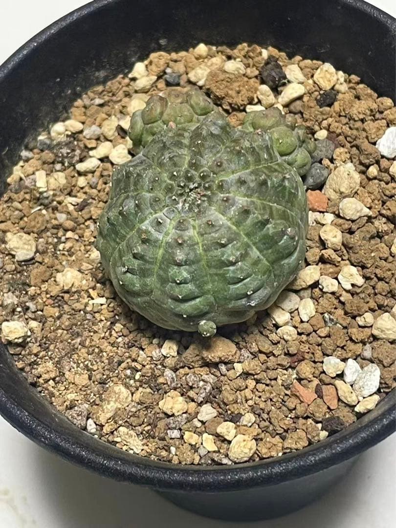 亀甲オベサ ユーフォルビア カキコ自根 - メルカリ