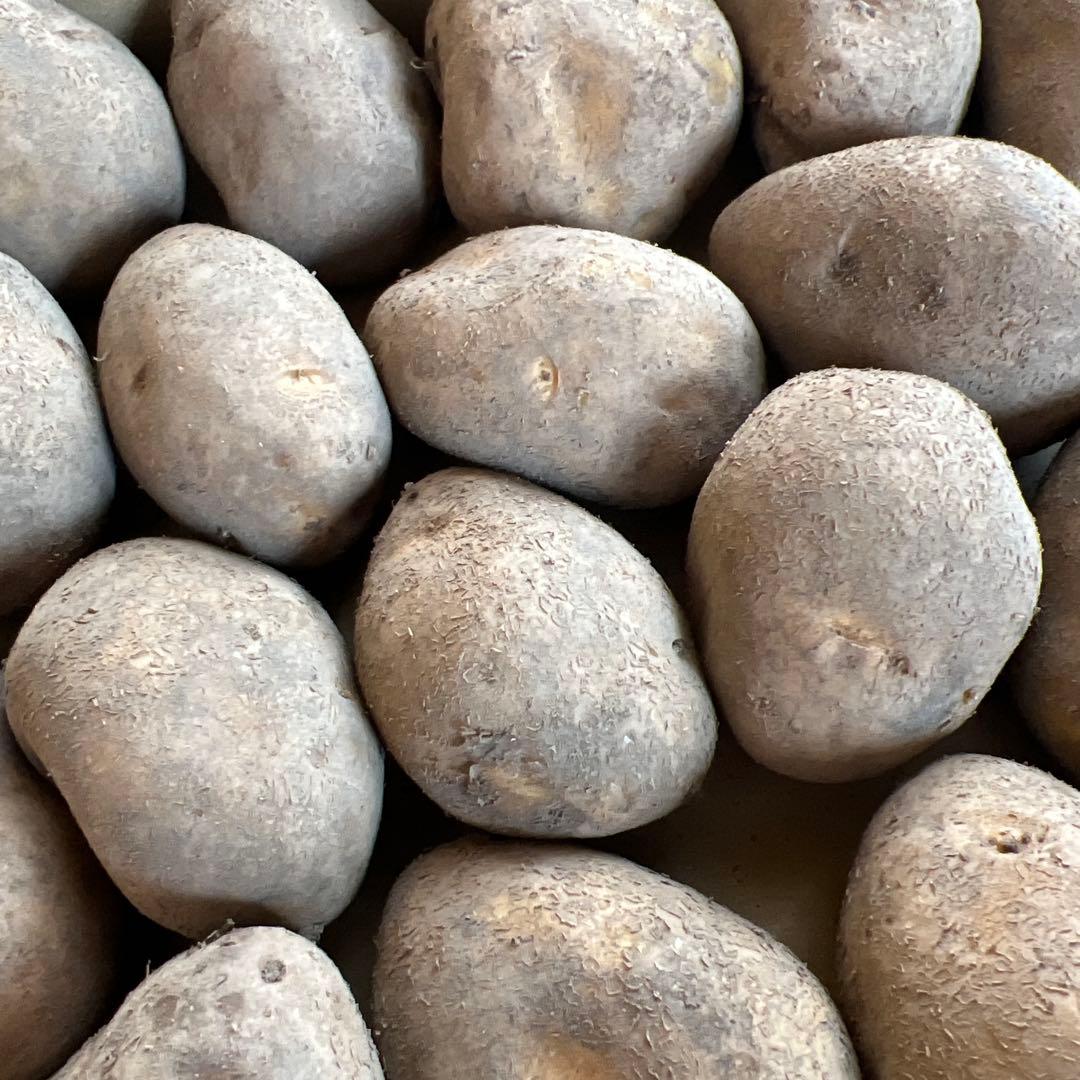 ⑦ インカのめざめ じゃがいも種芋 21個 - メルカリ