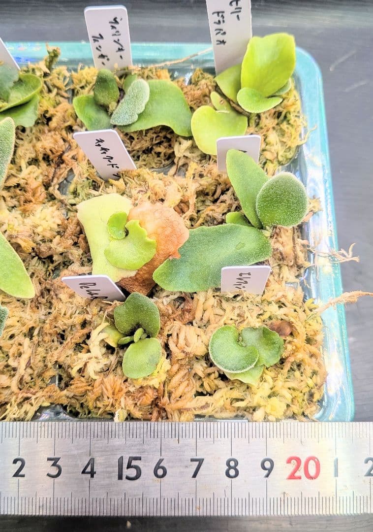 ビカクシダ、育苗トレー入り12個セット④