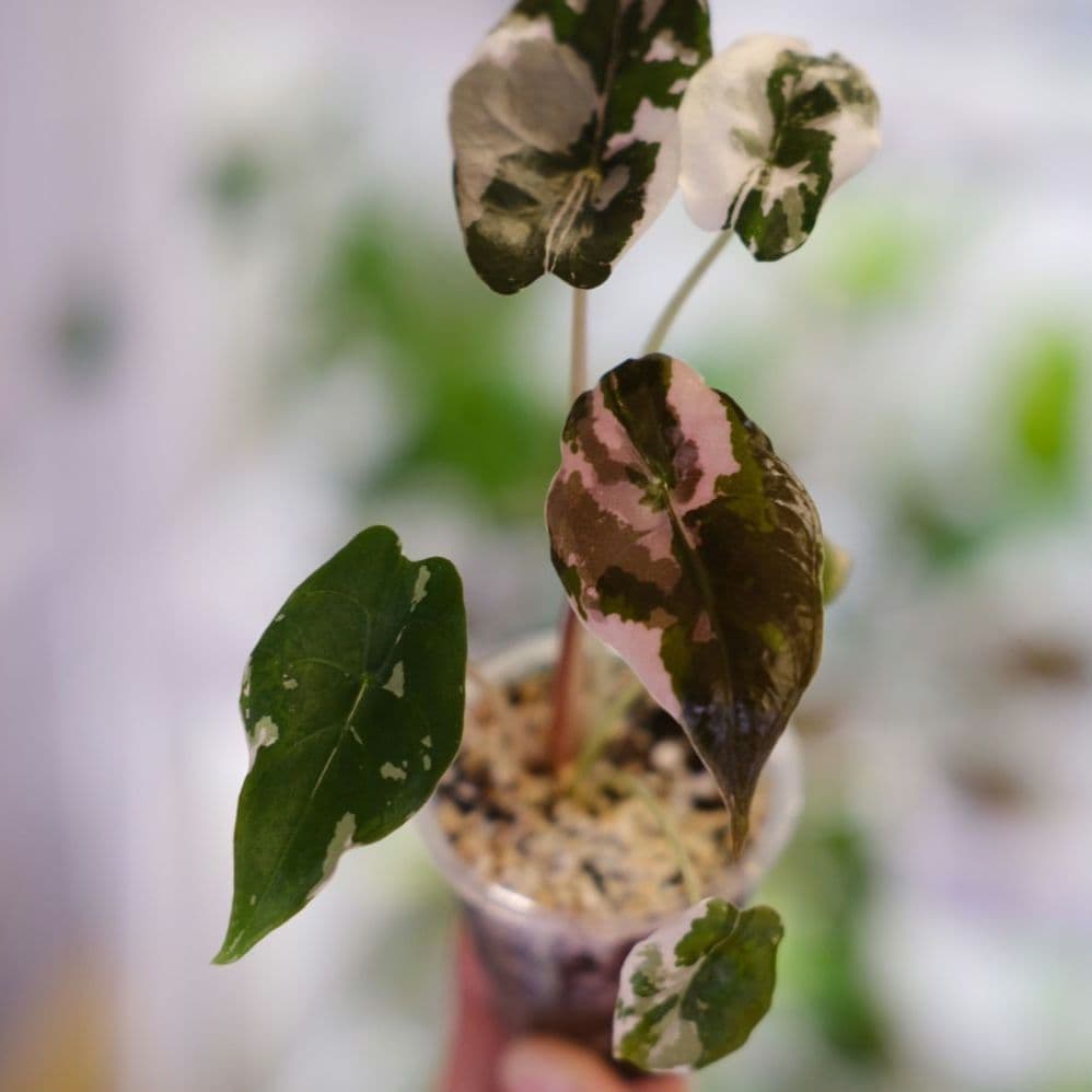 Alocasia chantrieri pink /アロカシア チャントリエリ - メルカリ