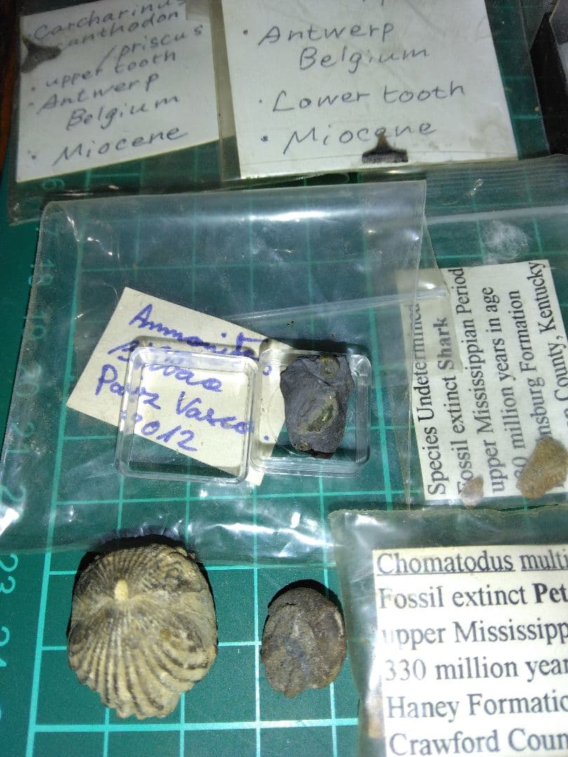 世界の化石 まとめ売り 化石 アンモナイト 巻き貝 ウミユリ サメの歯化石