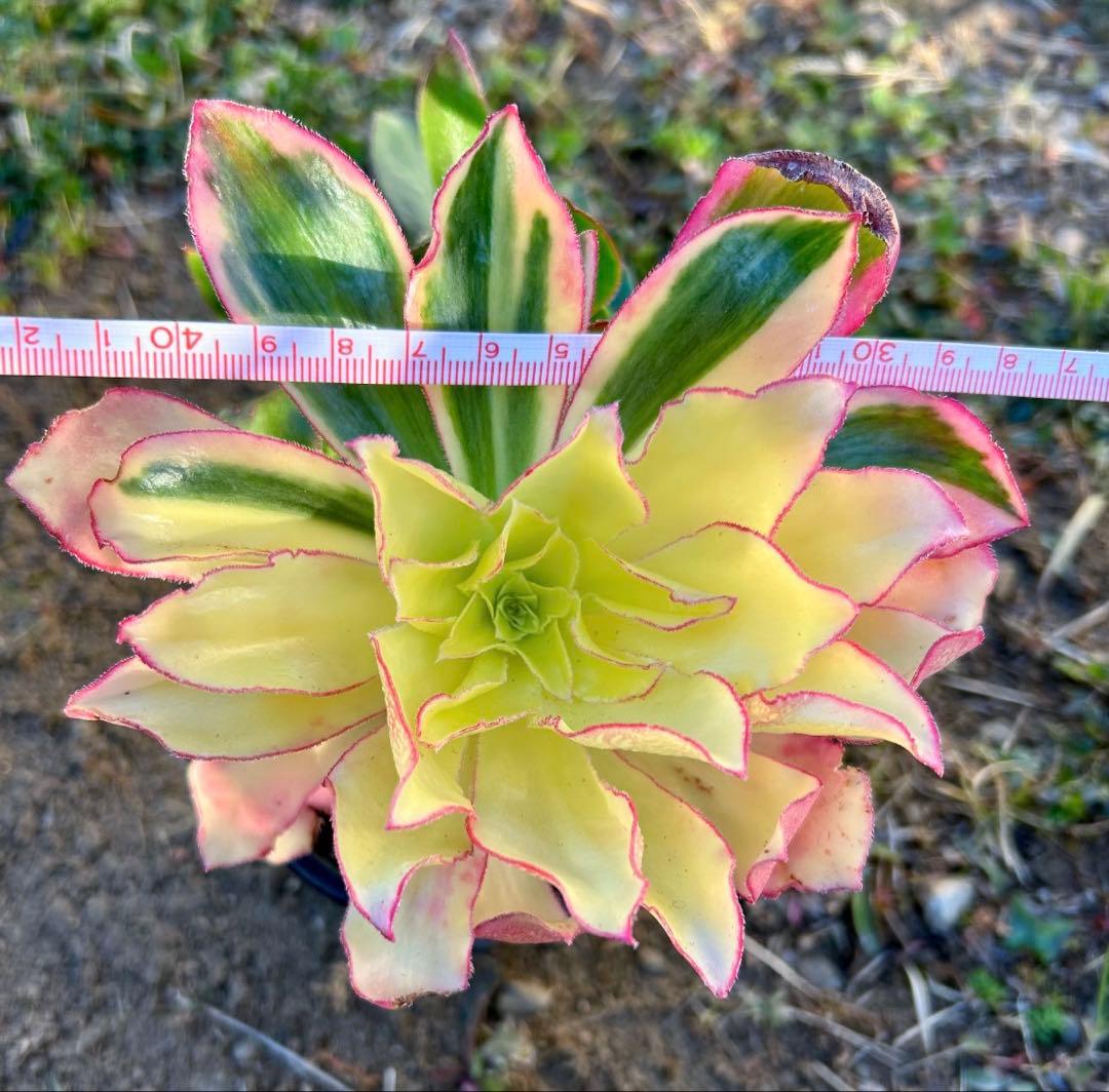 専用出品‼️アエオニウム　ゴースト　魅影変異七彩‼️ 法師錦　美斑　抜き苗