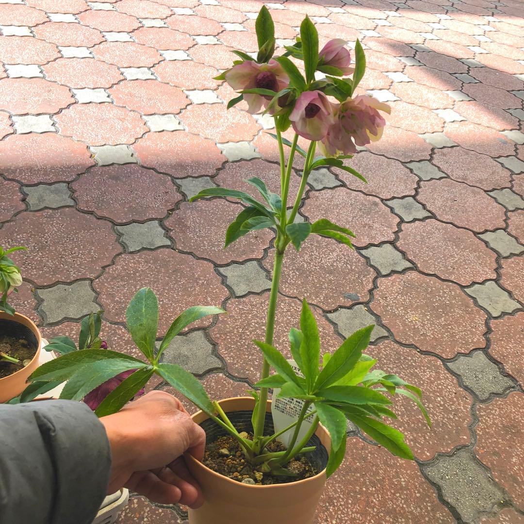 新春大特価 クリスマスローズ 八重 5種セット 平田園芸 花付き現品発送