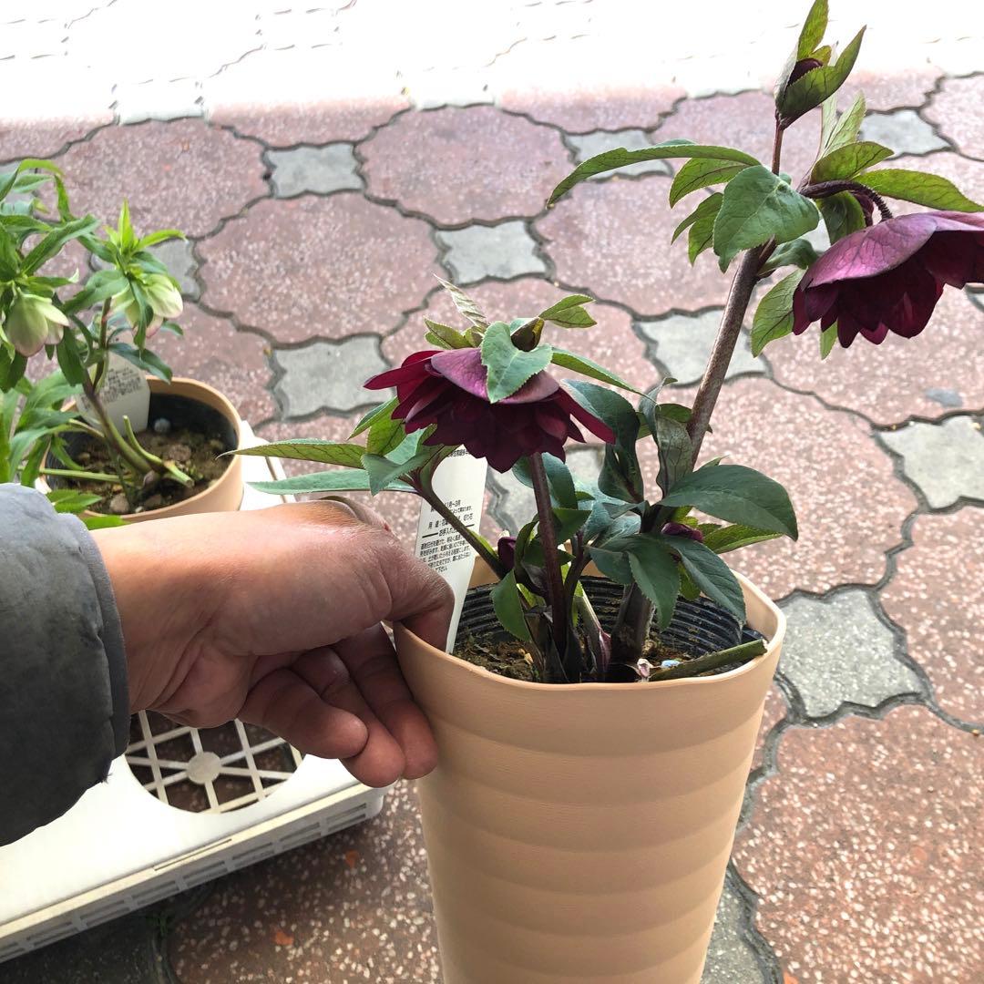 新春大特価 クリスマスローズ 八重 5種セット 平田園芸 花付き現品発送