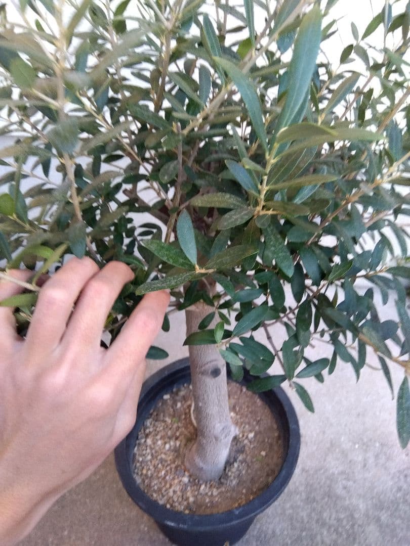 オリーブ 創樹 souju ネバディロブランコ 8号鉢つき 極太❗ あ