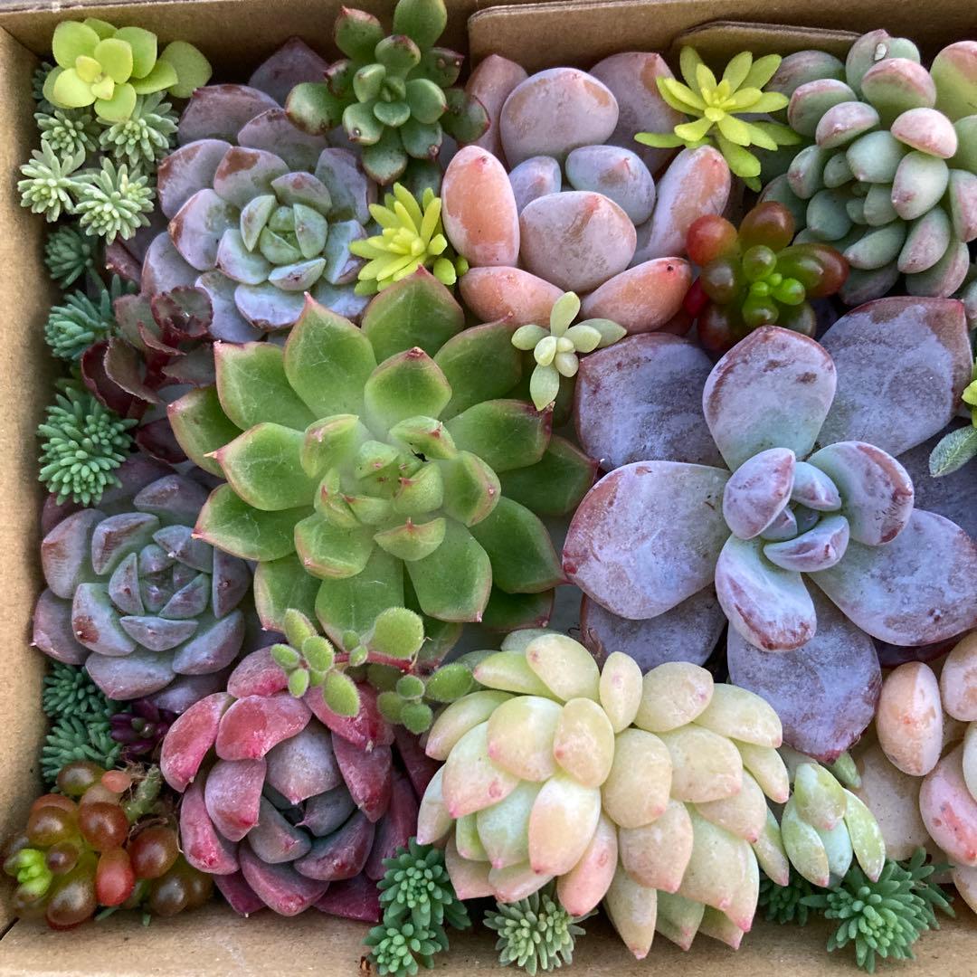 ゆうゆうメルカリ便 多肉植物 カット苗とセダム寄せ植えセット - メルカリ