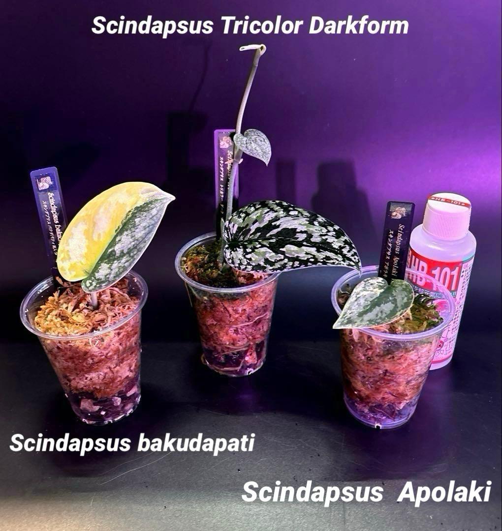 スキンダプサス　綺麗な　セットL2 スキンダプサス 綺麗な セットL2 フラワー・ガーデニング 観葉植物