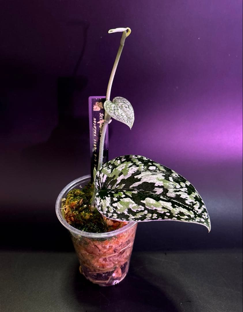 スキンダプサス 綺麗な セットL2 フラワー・ガーデニング 観葉植物