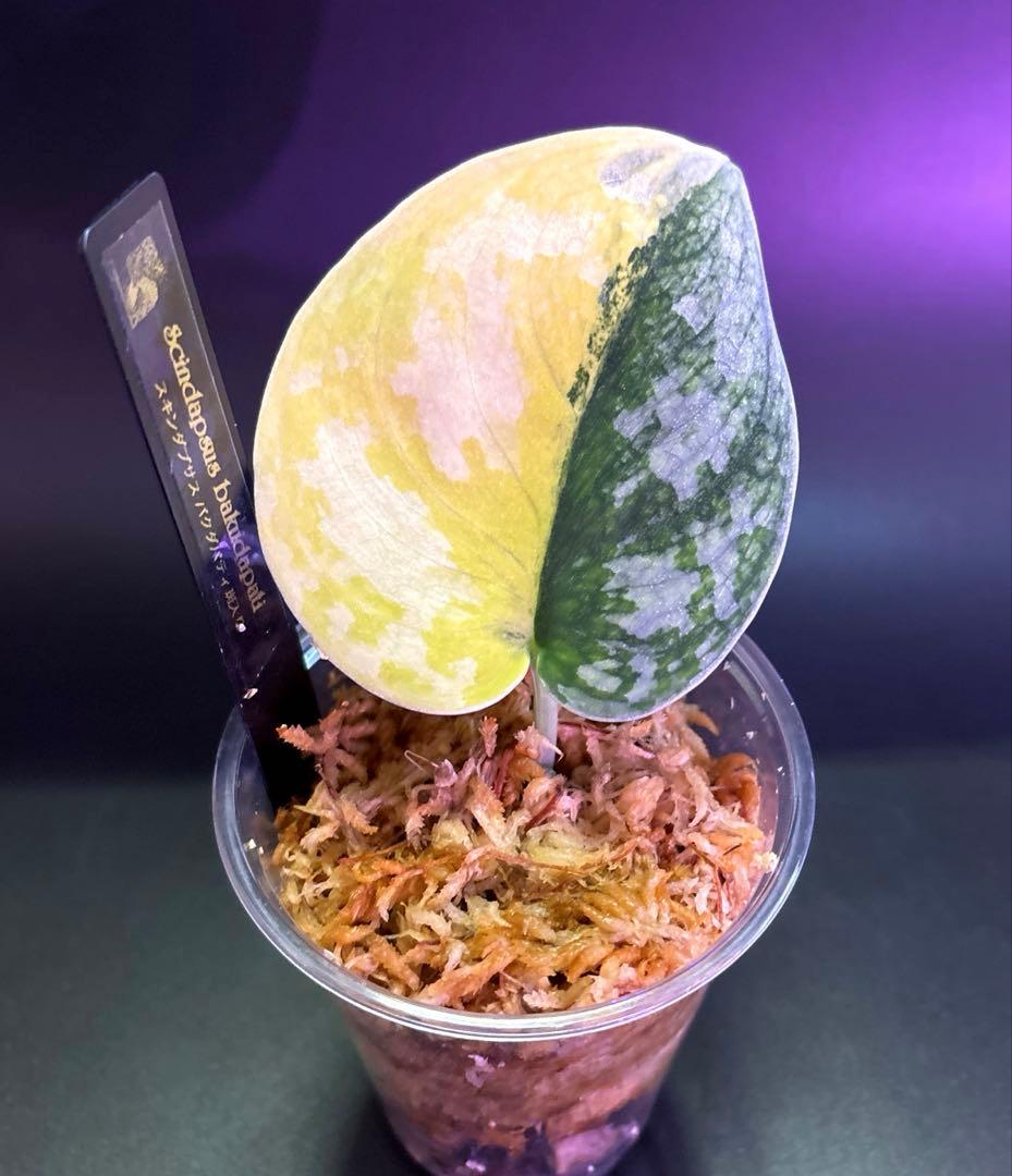 スキンダプサス 綺麗な セットL2 フラワー・ガーデニング 観葉植物