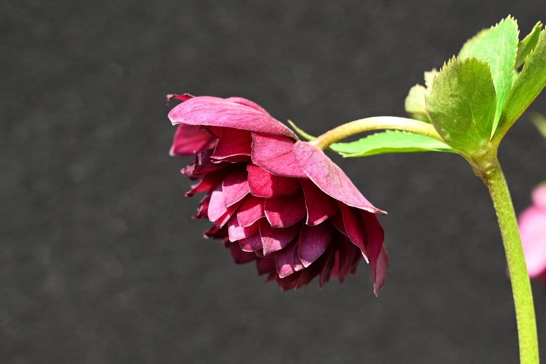 クリスマスローズ 認定！グロッシー シャガール 加藤農園 - メルカリ