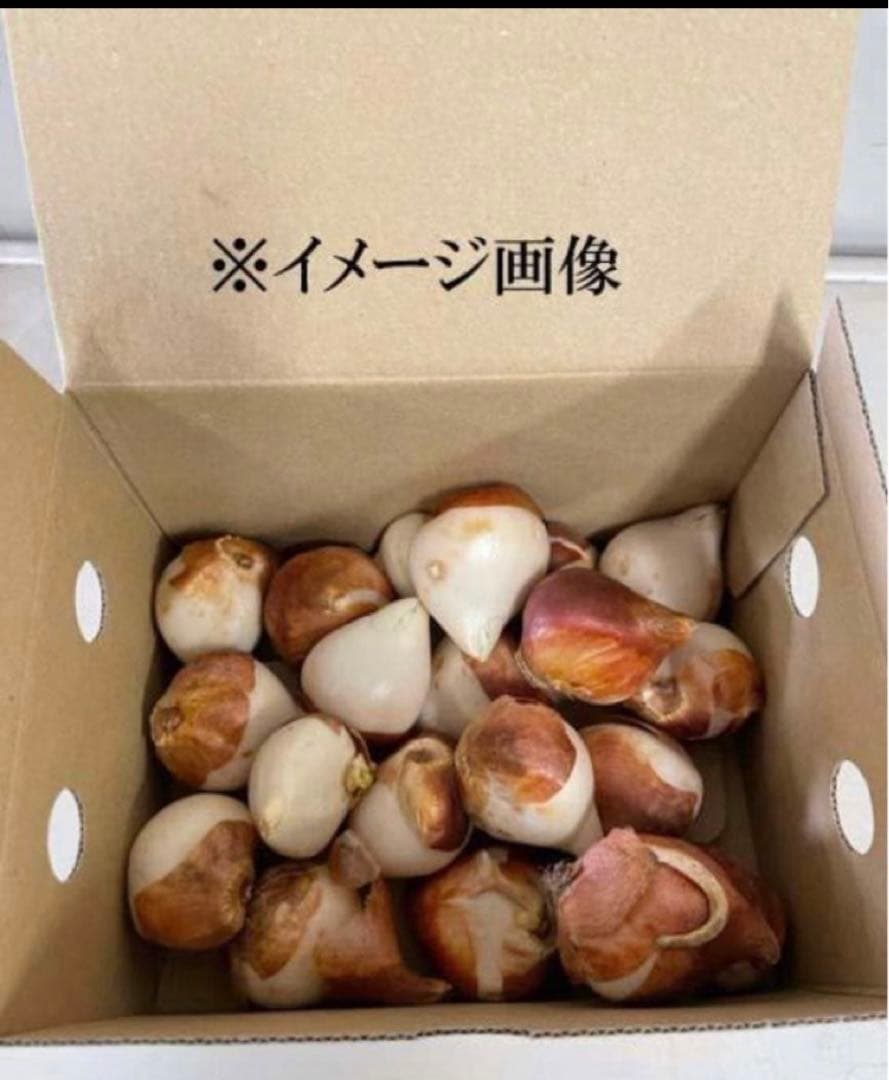 Yosh様専用 チューリップ おまかせ 500球 - メルカリ