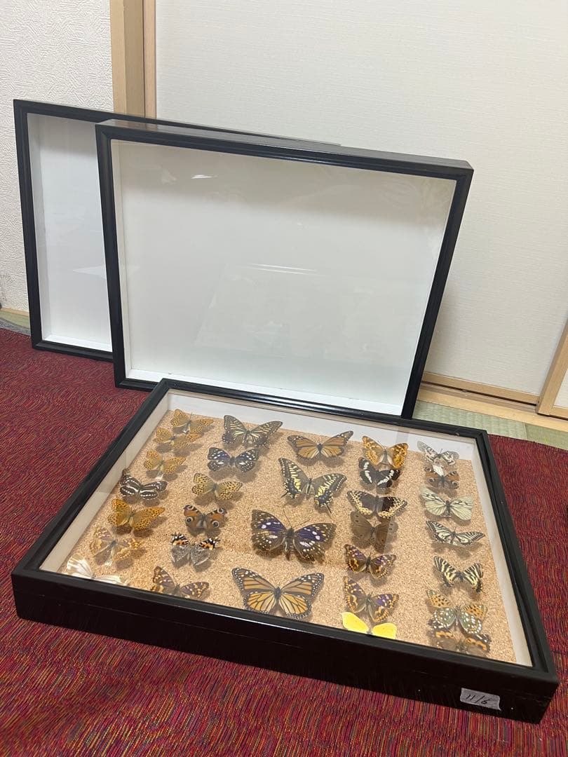 ドイツ空箱2点と蝶標本1点3セット 黒50x42x6cm蝶か