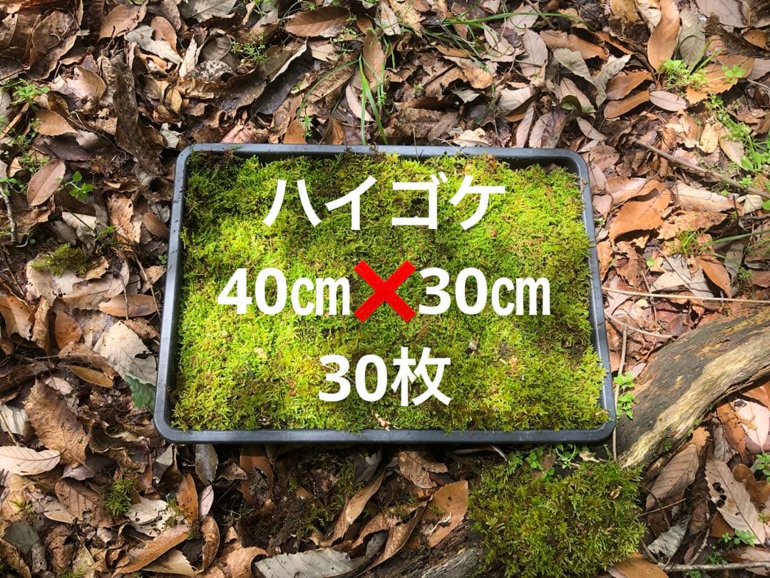 ハイゴケ　30枚 送料込み　40㎝✖︎30㎝ img_f92744dd2f45cc86244f311fc0