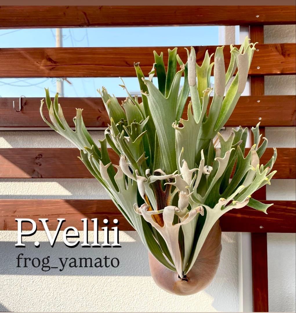 広葉セレクト vellii ベリー spore ビカクシダ veitchii - メルカリ