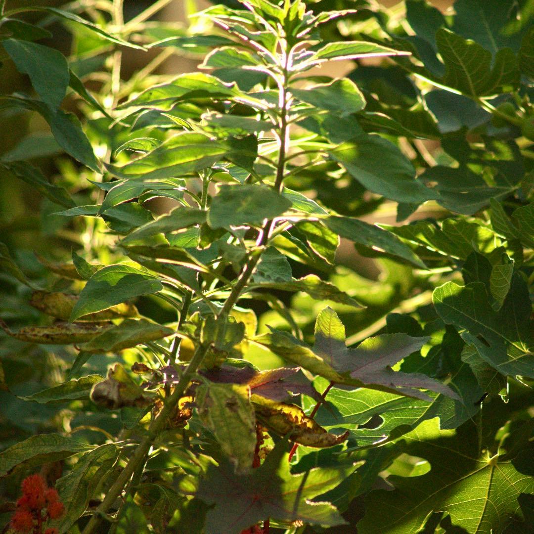 希少❗️業務用レンズFAX-KOWA 1:4.5/112B を改造　日本の興和製