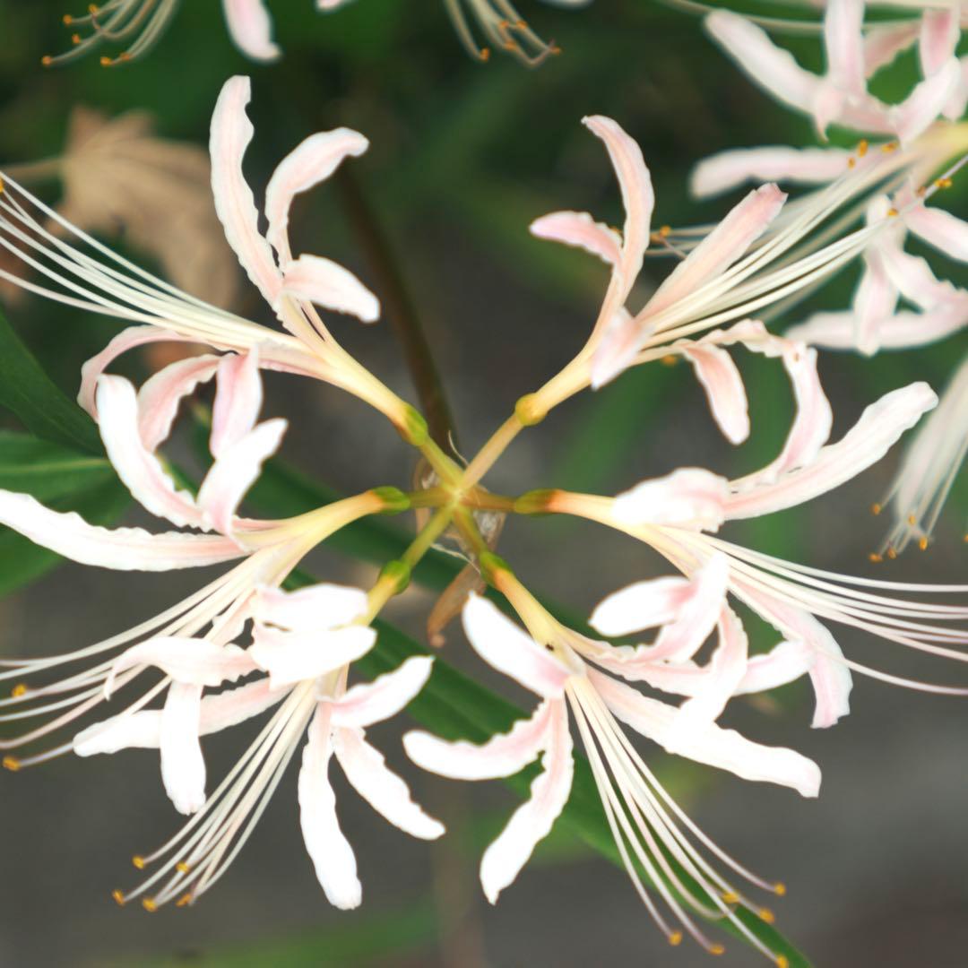 希少❗️業務用レンズFAX-KOWA 1:4.5/112B を改造　日本の興和製