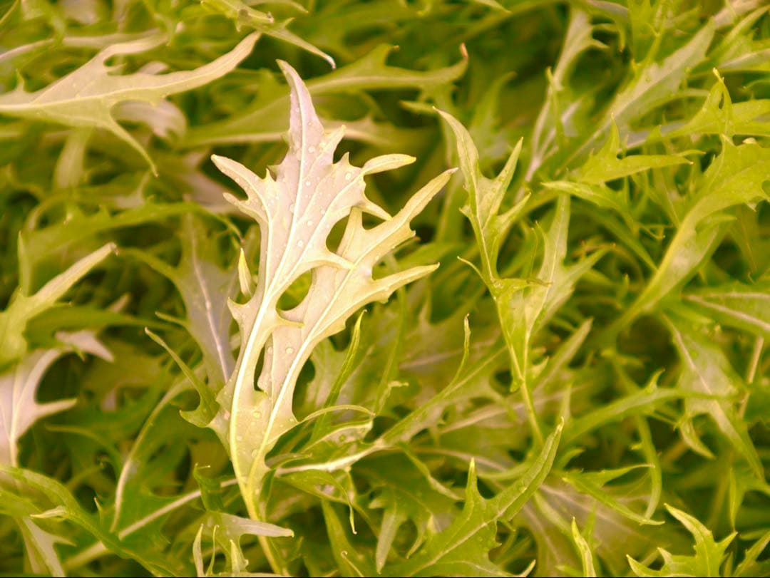 希少❗️業務用レンズFAX-KOWA 1:4.5/112B を改造　日本の興和製