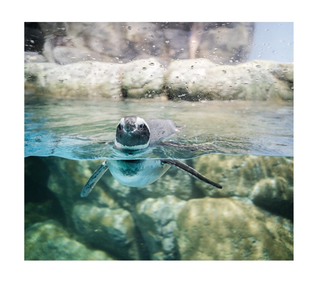 Beetle 1.33X 45mm T3.2 変形アナモルフィックレンズ (L)