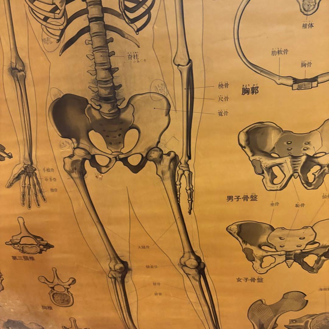 人体解剖図 白骨 人体模型 ヴィンテージ アート アンティーク - メルカリ