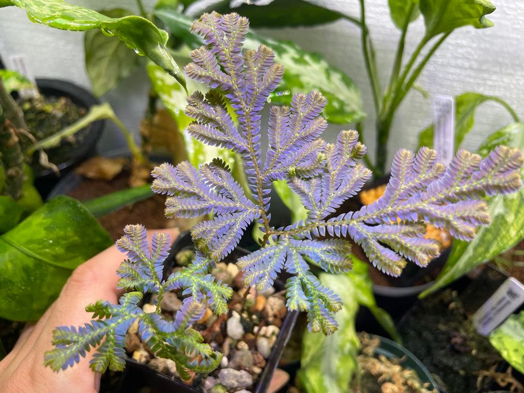 【良発色！！】★セラギネラ　サイアメンシス　株立★