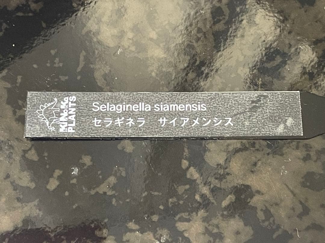 【良発色！！】★セラギネラ　サイアメンシス　株立★