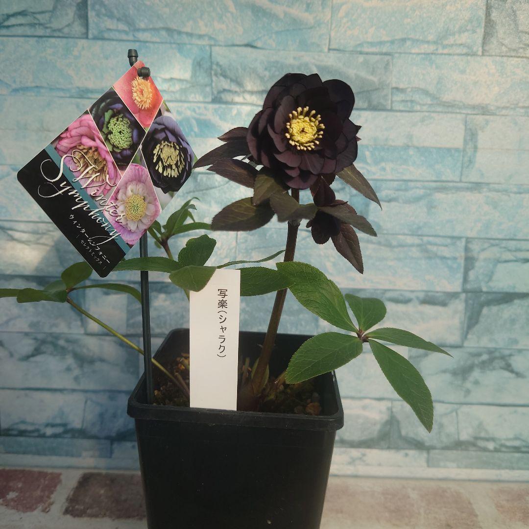 ☀️クリスマスローズ開花株❗【写楽DD】☀️4号スクエア鉢植え☀