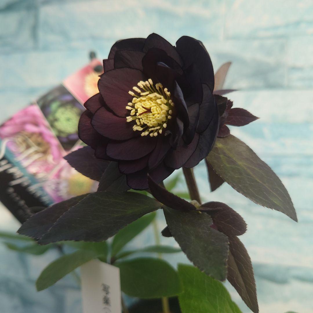 ☀️クリスマスローズ開花株❗【写楽DD】☀️4号スクエア鉢植え☀