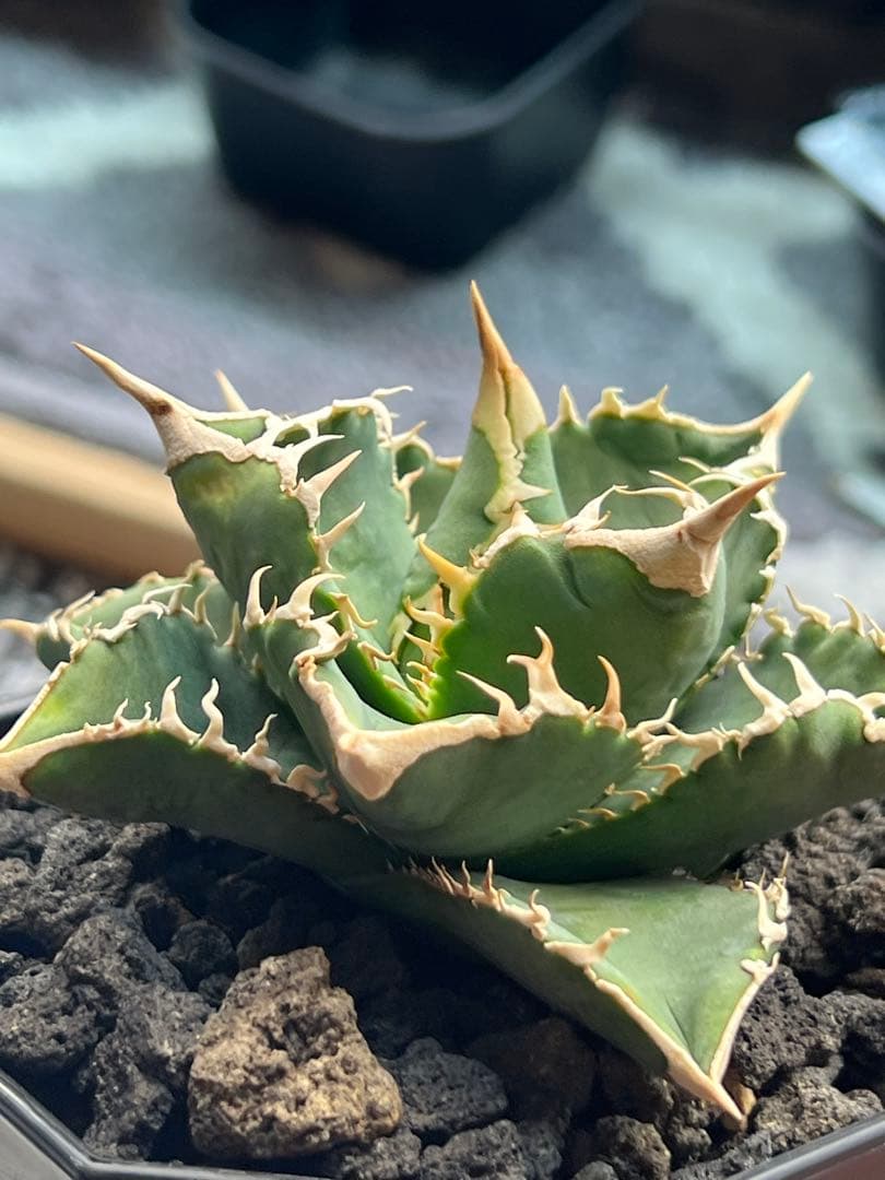 アガベチタノタ 白豪刺 子株付き - メルカリ