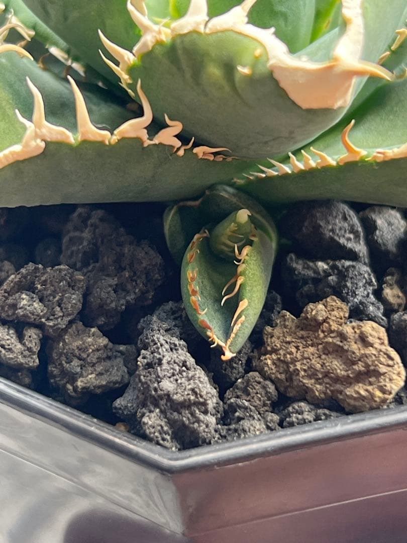 アガベチタノタ 白豪刺 子株付き - メルカリ