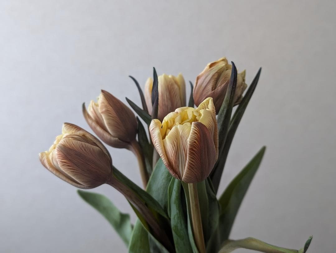 FEB.21 チューリップ☆切り花セット - メルカリ