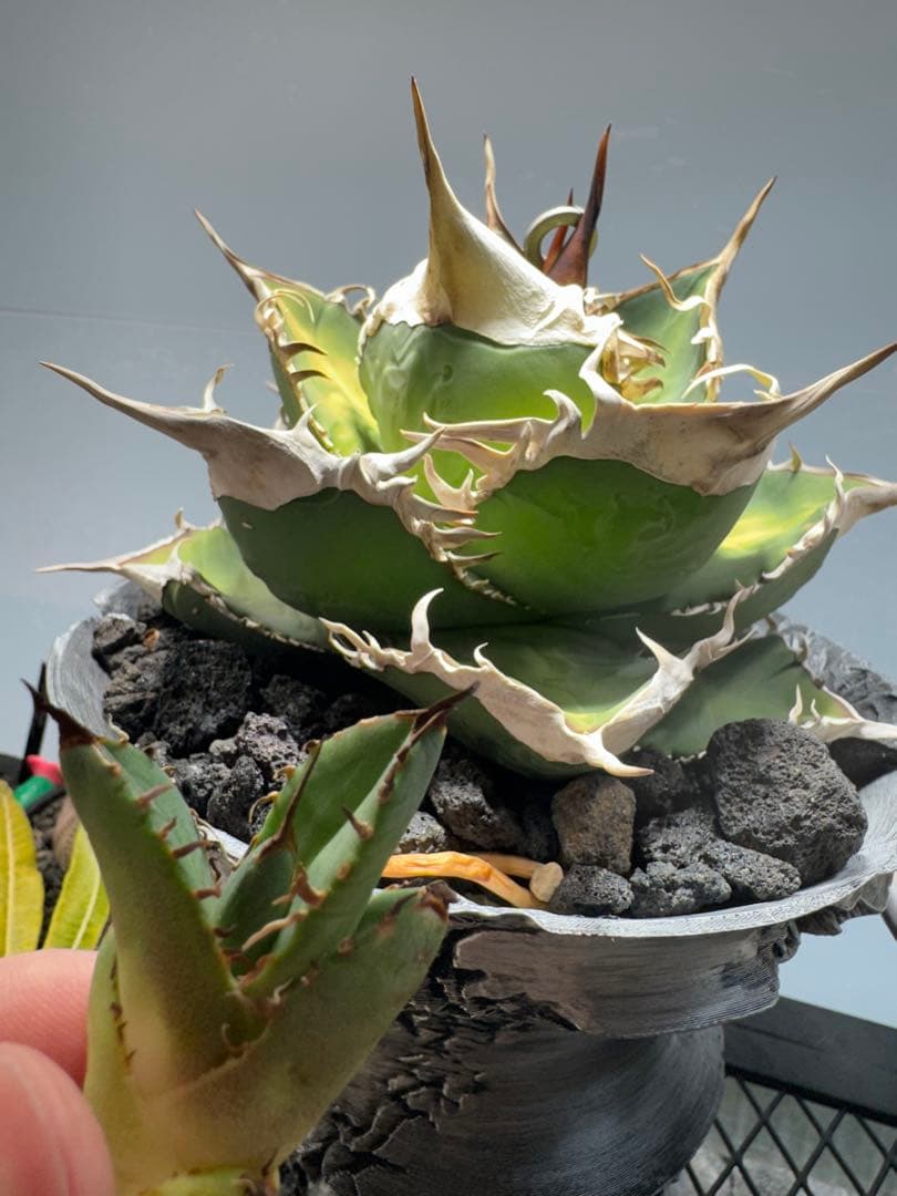 S*x様 アガベ・チタノタ・【特選】オテロイ 実生選抜株 - アガベ安く