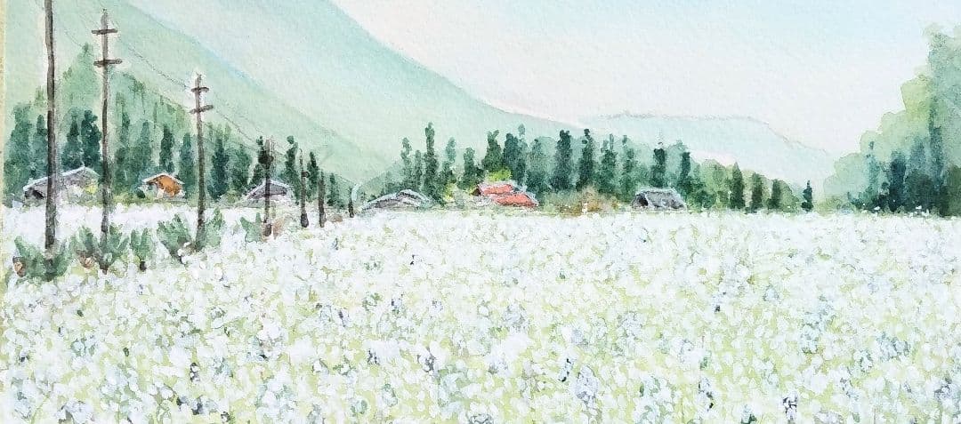 長野県 《 木曽蕎麦畑 》　 　水彩画　風景画　原画 プレゼントあり