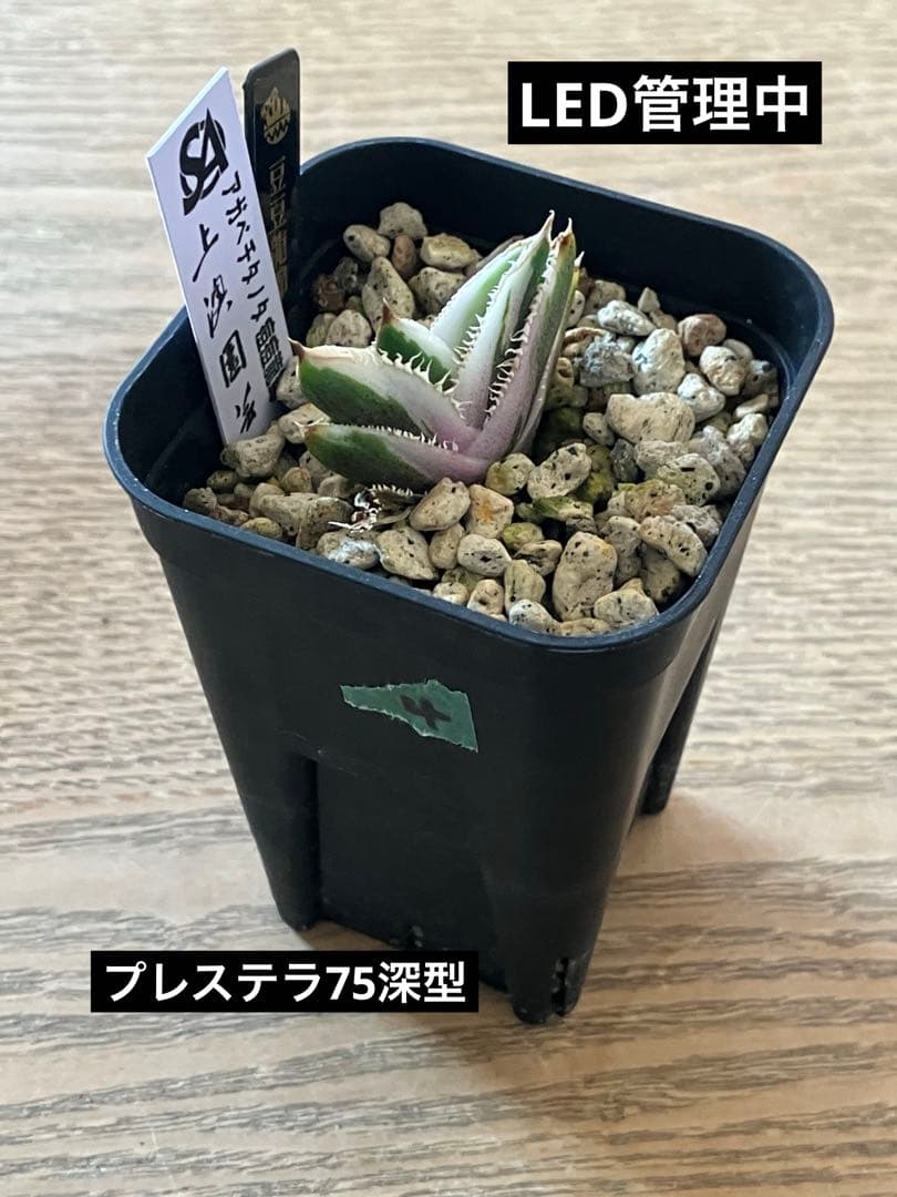 速達【鉢ごと発送】希少 アガベ チタノタ 豆豆龍錦 覆輪斑 TC 安定株