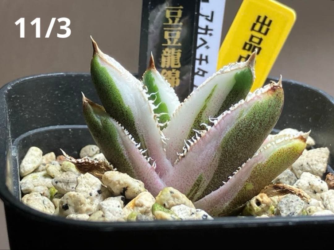 速達【鉢ごと発送】希少 アガベ チタノタ 豆豆龍錦 覆輪斑 TC 安定株