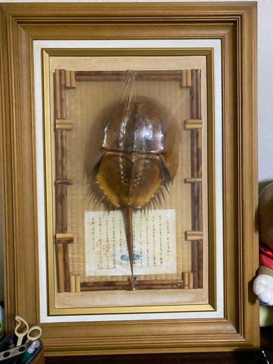 カブトガニ標本【天然記念物】 - メルカリ