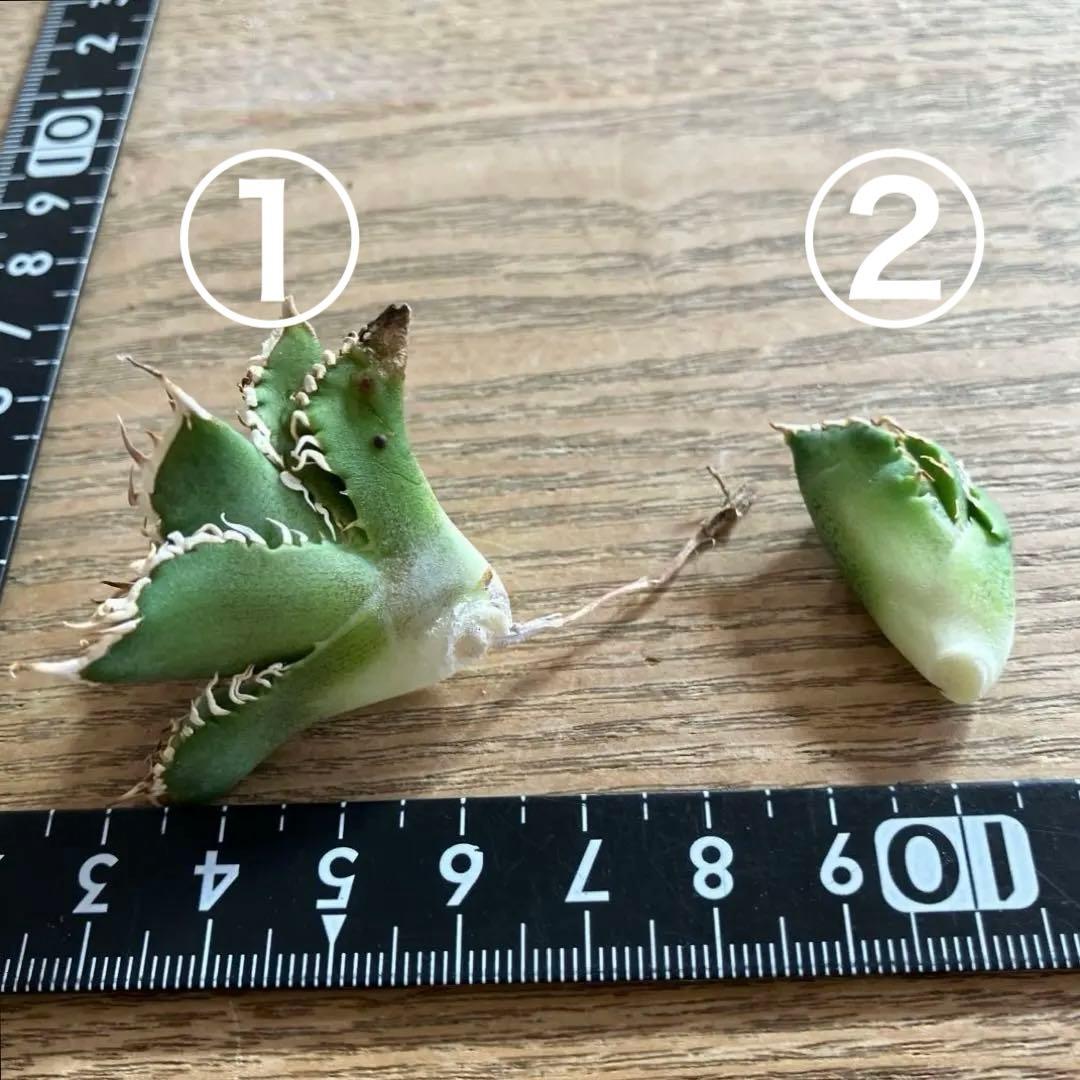 ノ*ツ様 【オークション】匿名配送　子株2株　有望　アガべ　白豪刺　OC【親株写