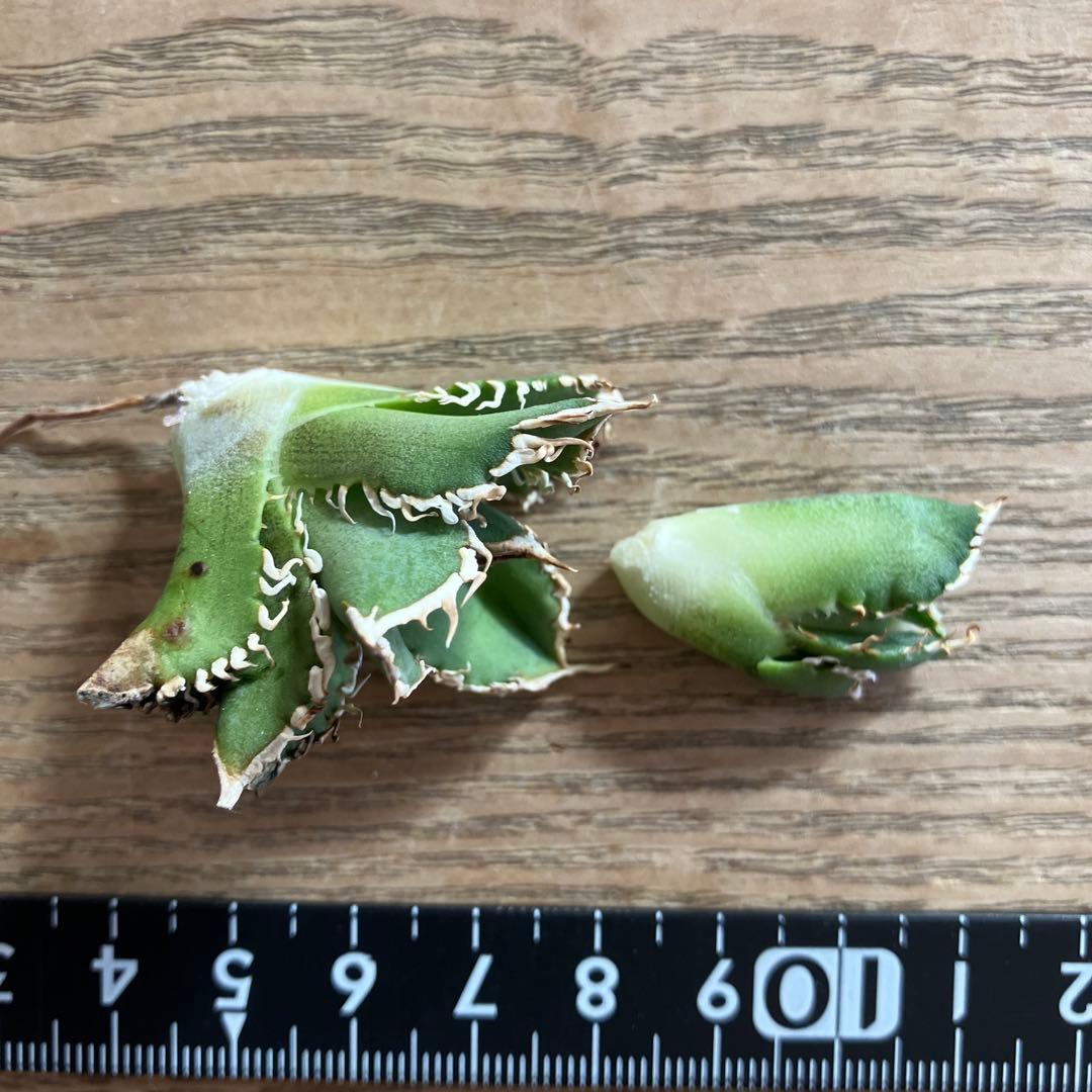 ノ*ツ様 【オークション】匿名配送　子株2株　有望　アガべ　白豪刺　OC【親株写