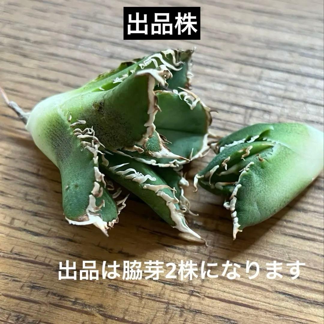 ノ*ツ様 【オークション】匿名配送　子株2株　有望　アガべ　白豪刺　OC【親株写