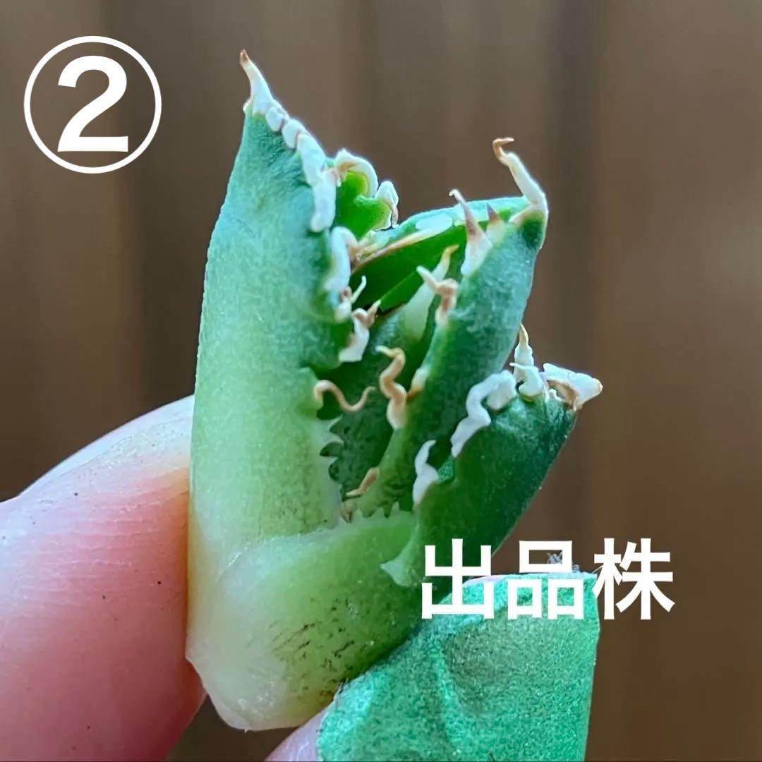 ノ*ツ様 【オークション】匿名配送　子株2株　有望　アガべ　白豪刺　OC【親株写