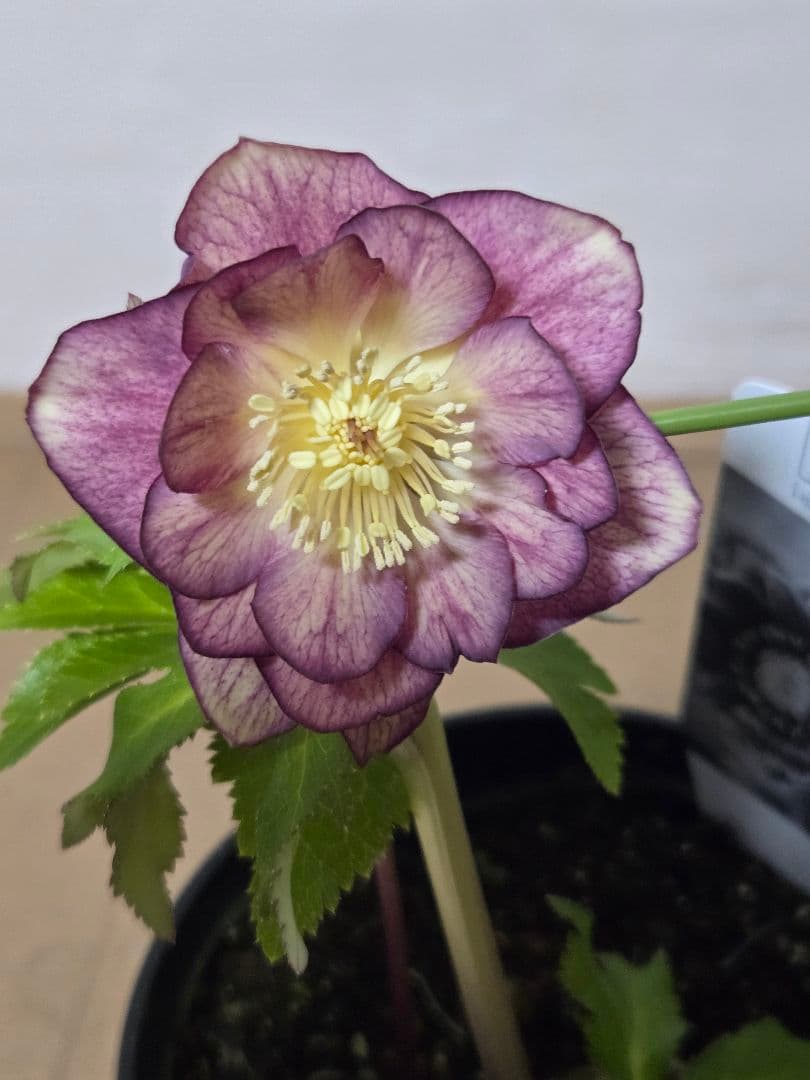 ☆広瀬園芸☆クリスマスローズ☆4.5号鉢☆ - メルカリ