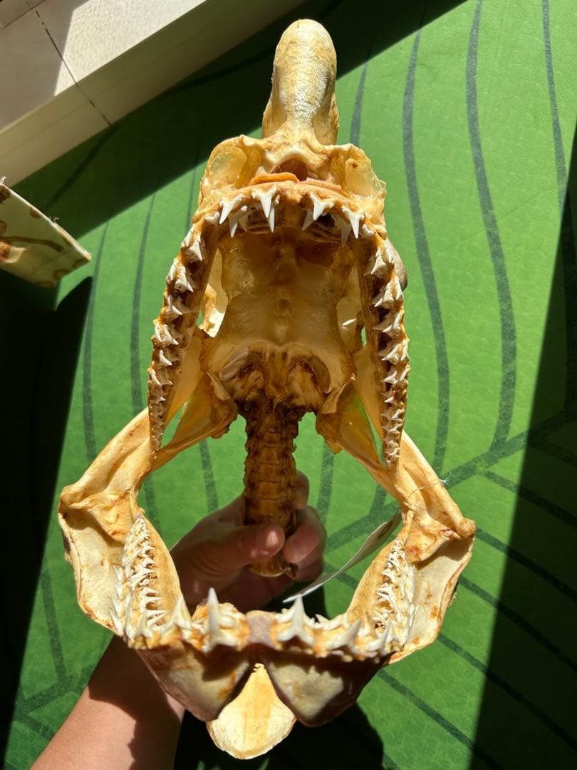 ネズミザメ 頭骨標本(サメ骨格) - メルカリ