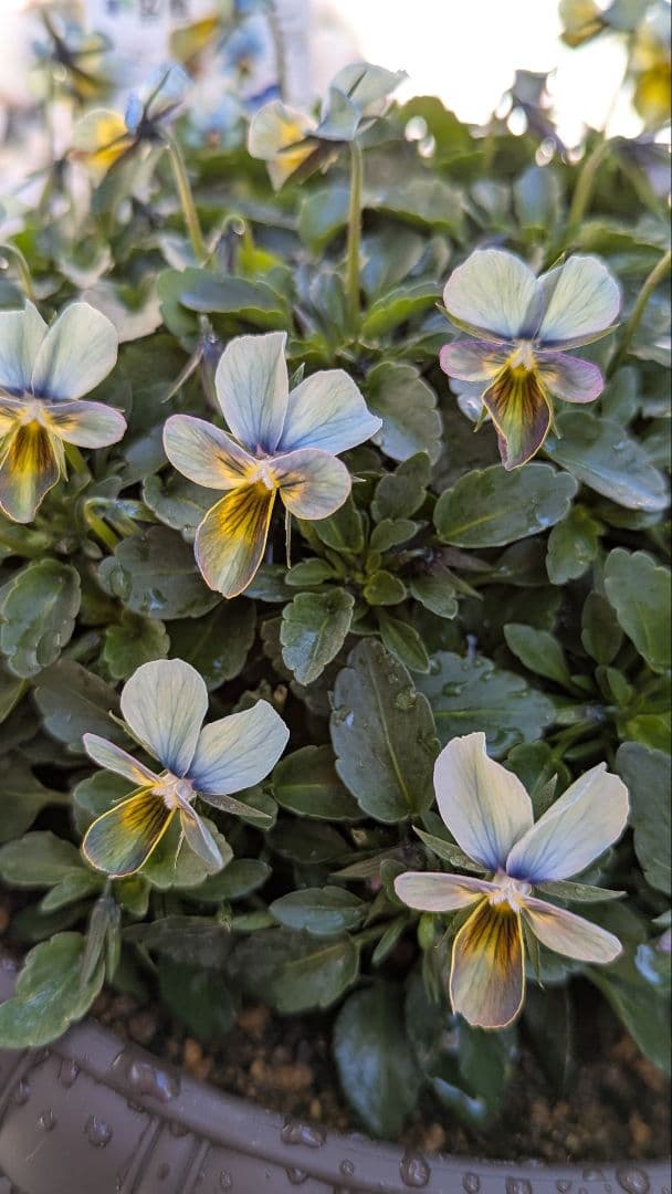 大人気 【すみれ図鑑】 入手困難 ☆鉢ごと発送♪