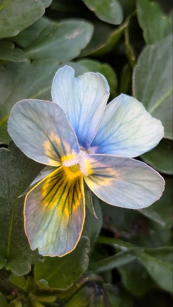 大人気 【すみれ図鑑】 入手困難 ☆鉢ごと発送♪