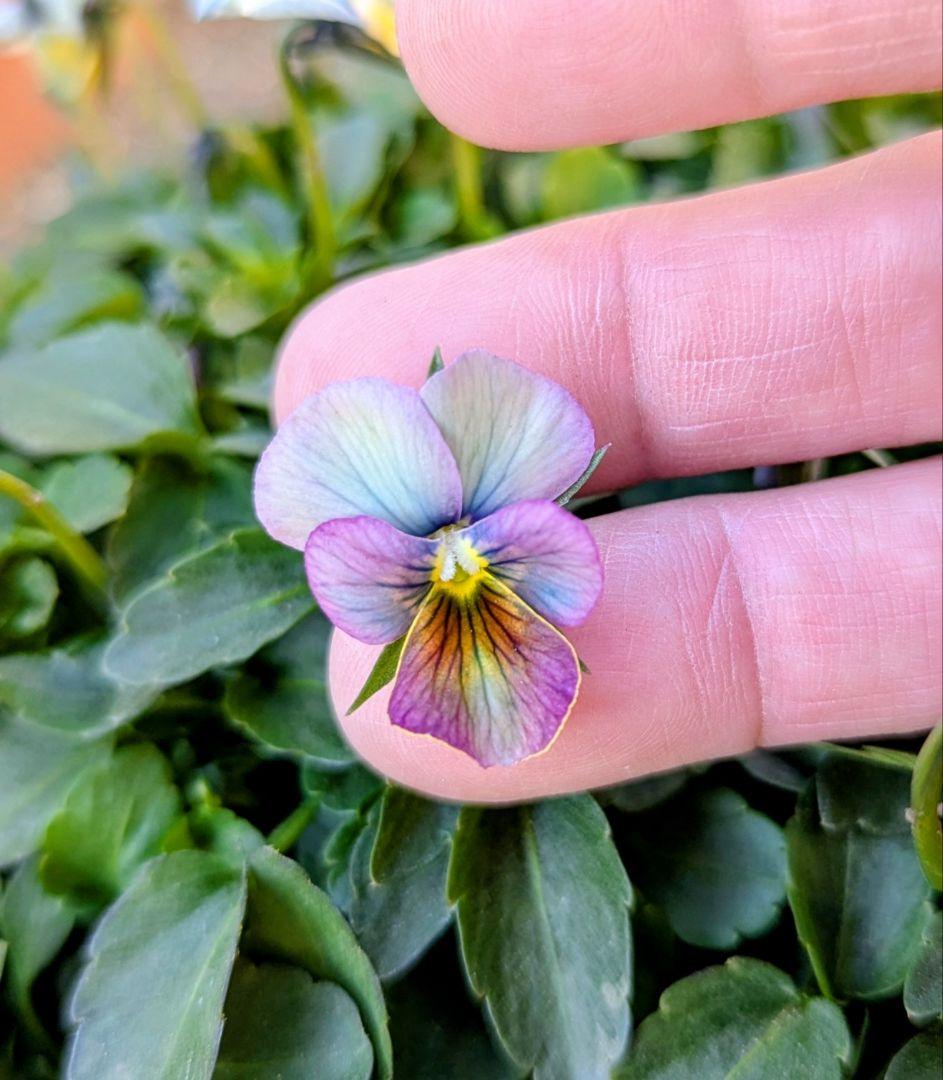 大人気 【すみれ図鑑】 入手困難 ☆鉢ごと発送♪