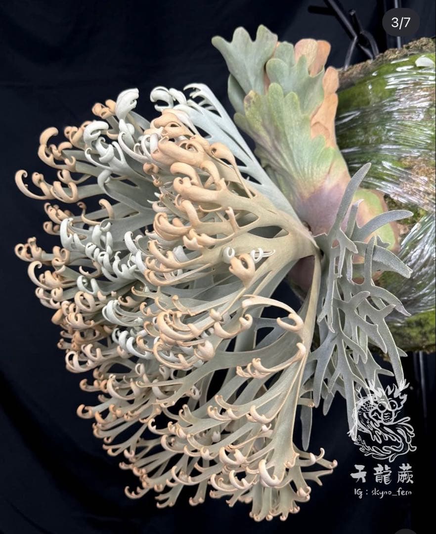 P. willinckii \"Padparadscha\" 親株