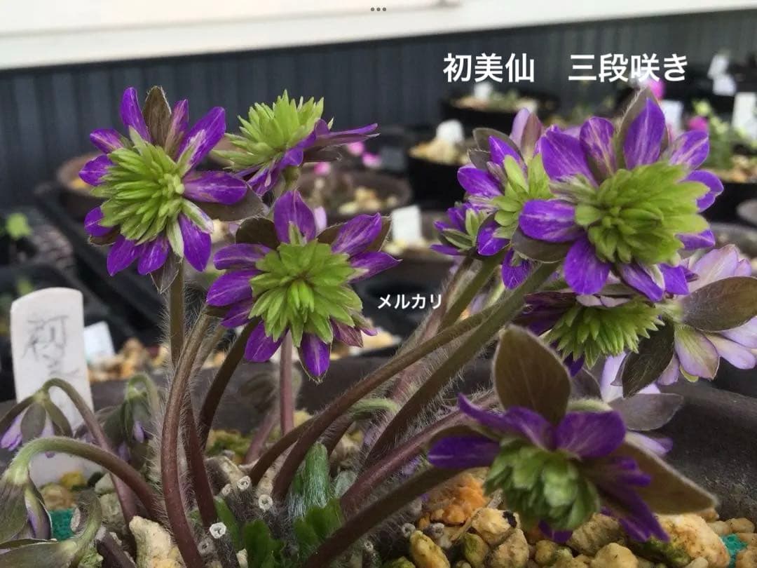 SYOKO SOIL 未来の記憶 CD G-SCHMITT 久石譲