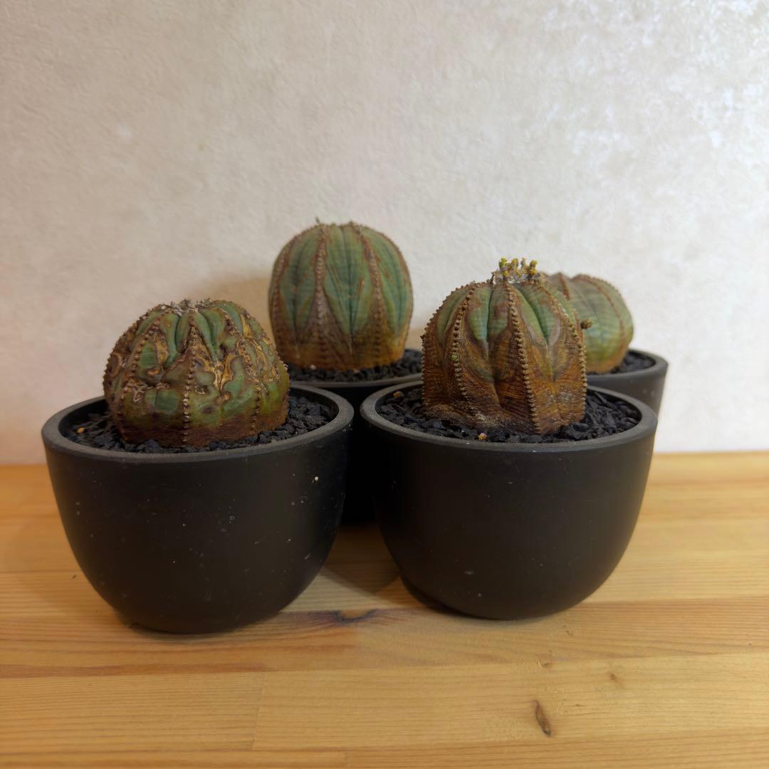 ユーフォルビア オベサ 木質化 セット - メルカリ