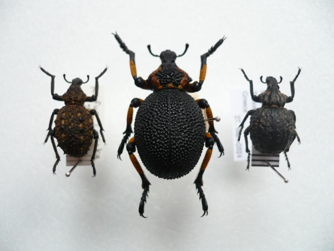 950 576179401 Hour Meter Poulan 925ZX Pro 925 & 950 ZX PZ4822 Lawn